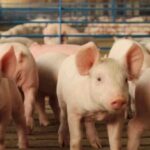 அபாய நிலை பிரகடனம்!