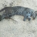 இறந்த நிலையில் சிறுத்தை மீட்பு