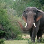 காட்டுக்கு சென்ற இளைஞன் யானை தாக்கி பலி