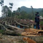 பாரிய மரம் முறிந்து விழுந்து கொழுந்து மடுவம் சேதம்
