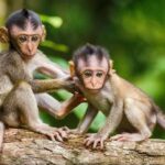 ஆய்வகத்திலிருந்து தப்பிய குரங்குகளை பிடிக்க தேடுதல் வேட்டை