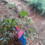 பதுளை மாவட்டத்தில் 31 குடும்பங்களைச் சேர்ந்த 117 பேர் பாதிப்பு