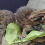 இரு சிறுத்தைக் குட்டிகள் மீட்பு!