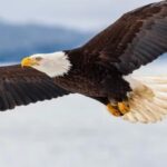 அமெரிக்காவின் தேசிய பறவையாக வெண்தலை கழுகு அறிவிப்பு