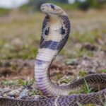 பாம்பு தீண்டி ஒருவர் பலி: யாழில் சோகம்!