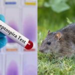 யாழ். மாவட்டத்தில் 58 பேருக்கு எலிக்காய்ச்சல் உறுதி