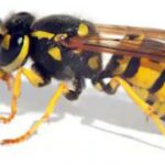 குளவிக்கொட்டு: எட்டு தொழிலாளர்கள் பாதிப்பு!