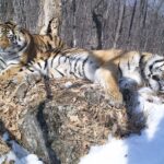 காதலியை தேடி 200 கிலோ மீற்றர் தூரம் பயணம் செய்த புலி