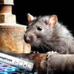 யாழில் எலிக்காய்ச்சலால் இதுவரை 99 பேர் பாதிப்பு