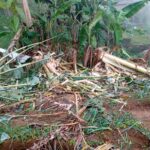 ஹப்புத்தளையில் காட்டு யானைகள் அட்டகாசம்: விவசாய நிலங்கள் நாசம்!