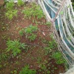 தோட்ட முகாமையாளர் விடுதி தோட்டத்தில் கஞ்சா வளர்த்தவர் கைது!