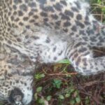 தேயிலை தோட்டத்திலிருந்து சிறுத்தையின் சடலம் மீட்பு!