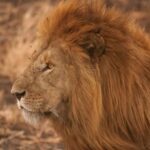 காதலியை கவர்வதற்காக சிங்கத்தின் கூட்டுக்குள் சென்றவருக்கு நேர்ந்த கதி