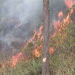 நல்லத்தண்ணியில் 30 ஏக்கர் வனப்பகுதி எரிந்து நாசம்!