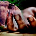 காட்டு யானை தாக்கி நபரொருவர் பலி!