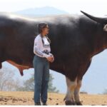 3 வயதில் உலகின் மிக உயரமான எருமை என்ற சாதனையை படைத்த ‘கிங் காங்’!