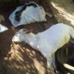 தலவாக்கலையில் 7 ஆடுகளும், நாயும் மர்மமாக உயிரிழப்பு: விசாரணை ஆரம்பம்!