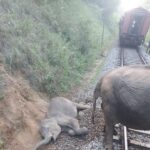 ரயில் மோதி 5 காட்டு யானைகள் பலி!