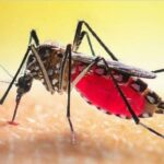 44 நாட்களுக்குள் 5591 பேருக்கு டெங்கு!