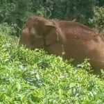 அப்புத்தளை பிட்டரத்மலை , தம்பேதன்ன தோட்டங்களில் காட்டு யானைகள் நடமாட்டம்