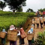 பெருந்தோட்ட மக்களுக்கு முகவரி வழங்கும் வேலைத்திட்டம் ஆரம்பம்!