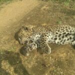 கொட்டகலை மேபீல்ட் தோட்டத்தில் சிறுத்தையின் சடலம் மீட்பு!