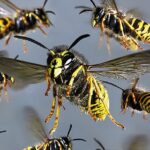 புசல்லாவையில் குளவிக்கொட்டு: 8 தொழிலாளர்கள் பாதிப்பு!