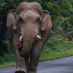 கொட்டகலையில் யானை தாக்குதலுக்கு இலக்கான இளைஞன்!