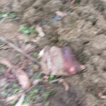 நமுனுகுலவில் காட்டு எறுமைகளை கொன்று இறைச்சியாக்கும் கும்பல்…!