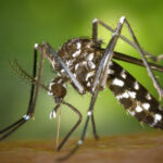 16 வருடங்களுக்குப் பிறகு தீவிரமடையும் சிக்குன்குனியா