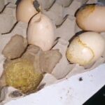 கம்பளையில் ஹோட்டலொன்றில் பழுதடைந்த முட்டைகள் மீட்பு!