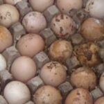 கம்பளையில் 700 அழுகிய முட்டைகள்: ஹோட்டலுக்கு சீல்!