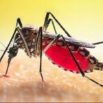 5 மாதங்களுக்குள் 19 ஆயிரம் பேருக்கு டெங்கு!