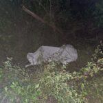 செட்டிகுளத்தில் யானை தாக்கி ஒருவர் மரணம்