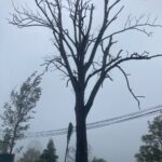 நானுஓயாவிலுள்ள ஆபத்தான மரத்தை அகற்றுமாறு வலியுறுத்து!