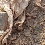 இலங்கையின் ‘மூன்றாவது பெரிய’ மனித புதைகுழியாக மாறியது செம்மணி!