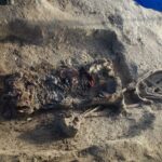 செம்மணியில் இன்று மேலும் 5 எலும்புக்கூடுகள்! – இதுவரை 52 என்புத் தொகுதிகள் அடையாளம்