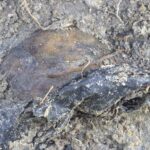 செம்மணி மனிதப் புதைகுழியின் புதிய பகுதியில் மண்டையோடு!