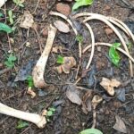 சிறுத்தைப்புலி நடமாட்டத்தால் மக்கள் அச்சம்!