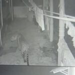 போடைஸ் தோட்ட என்.சீ பிரிவில் சுற்றித் திரியும் சிறுத்தையினால் மக்கள் அச்சம்