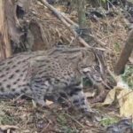 நோர்வூட்டில் வலையில் சிக்கிய சிறுத்தைக் குட்டி!