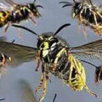 குளவிக் கொட்டு: 4 தொழிலாளர்கள் பாதிப்பு!