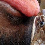 குடிபோதையில் பாம்பின் தலையை கடித்த நபர்: ஆந்திர மாநிலத்தில் சம்பவம்!