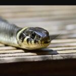 மருமகளை அறைக்குள் அடைத்து பாம்பை விட்டு கடிக்க வைத்த மாமியார்: இந்தியாவில் கொடூரம் !