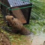 நீருக்குள் விழுந்த சிறுத்தை பாதுகாப்பாக மீட்பு!