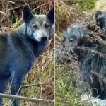 உக்ரைனில் நீல நிறமாக மாறும் நாய்கள்: அணுக் கதிர்வீச்சு காரணமா?