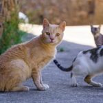 பூனைகளின் பெருக்கத்தால் திண்டாடுகிறது சைப்ரஸ் !