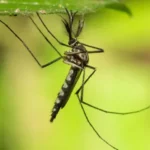 ஐஸ்லாந்தில் முதன்முறையாக தென்பட்ட கொசுக்கள்!