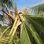 காட்டு யானைகள் அட்டகாசம்! 33 தென்னை மரங்கள் நாசாம்!!