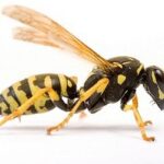 குளவிகளின் தாக்குதலில் இருந்து மகனைக் காத்த தந்தை மரணம்!